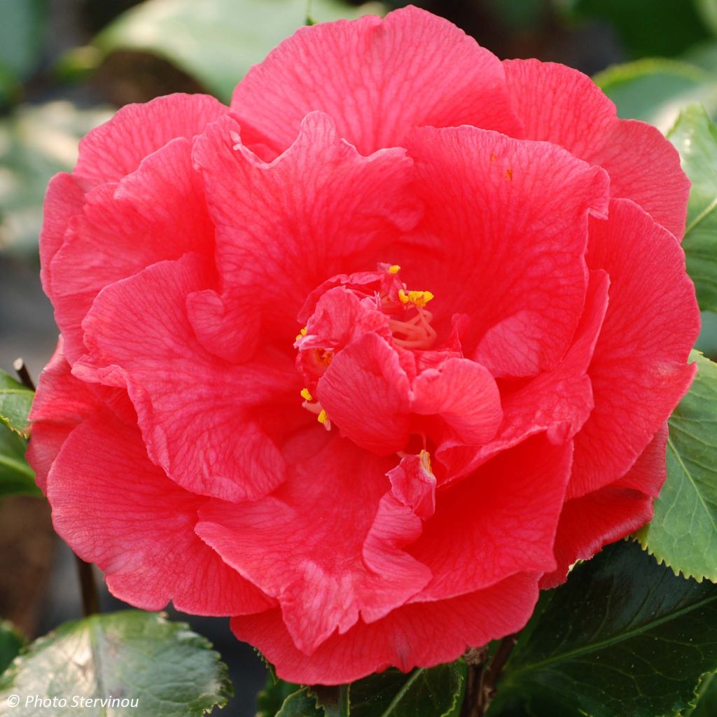 Camelia Holly Bright - Camellia japonica