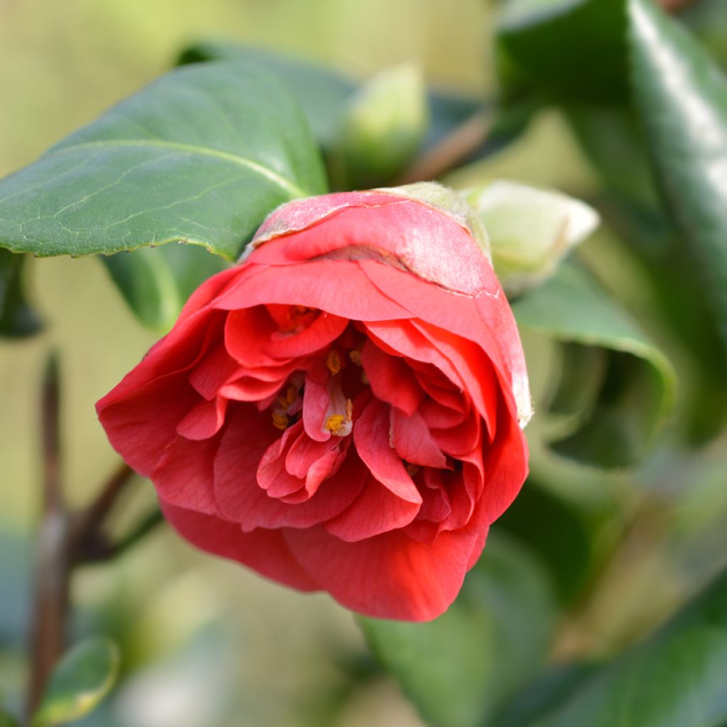 Camellia Lady Campbell - Japanische Kamelie