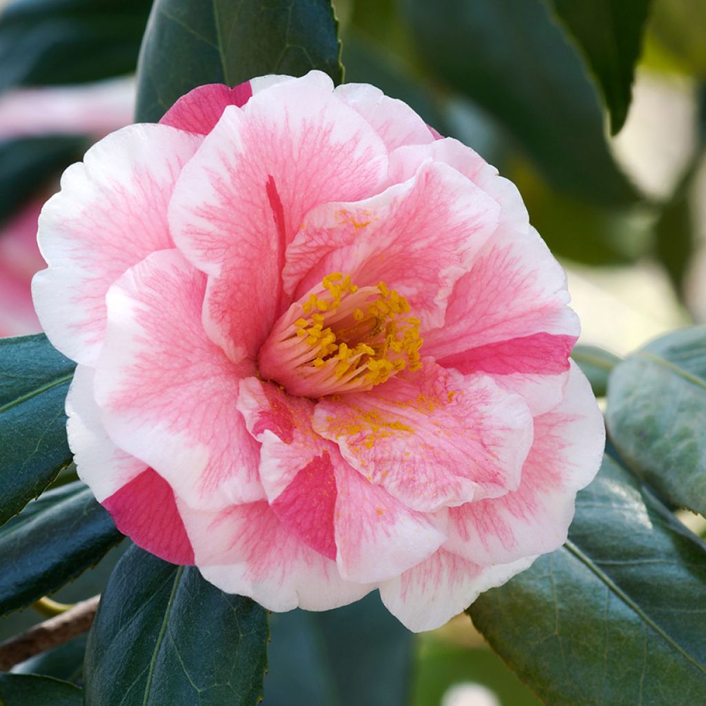 Camellia Lady Vansittart - Japanische Kamelie