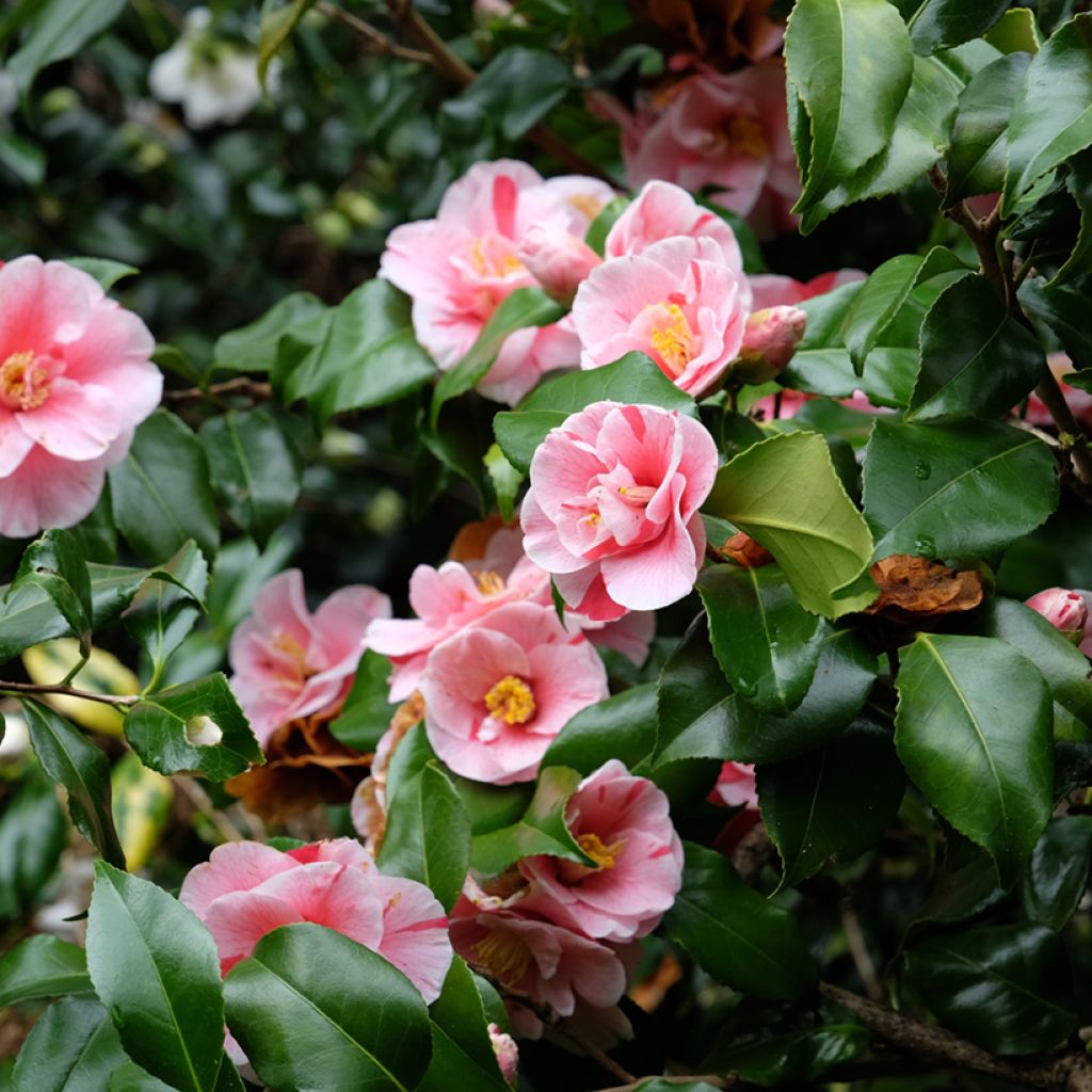 Camellia Lady Vansittart - Japanische Kamelie