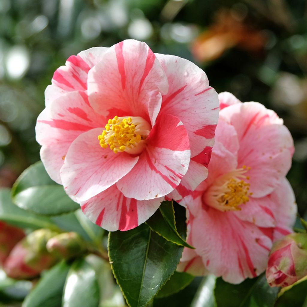 Camellia Lady Vansittart - Japanische Kamelie