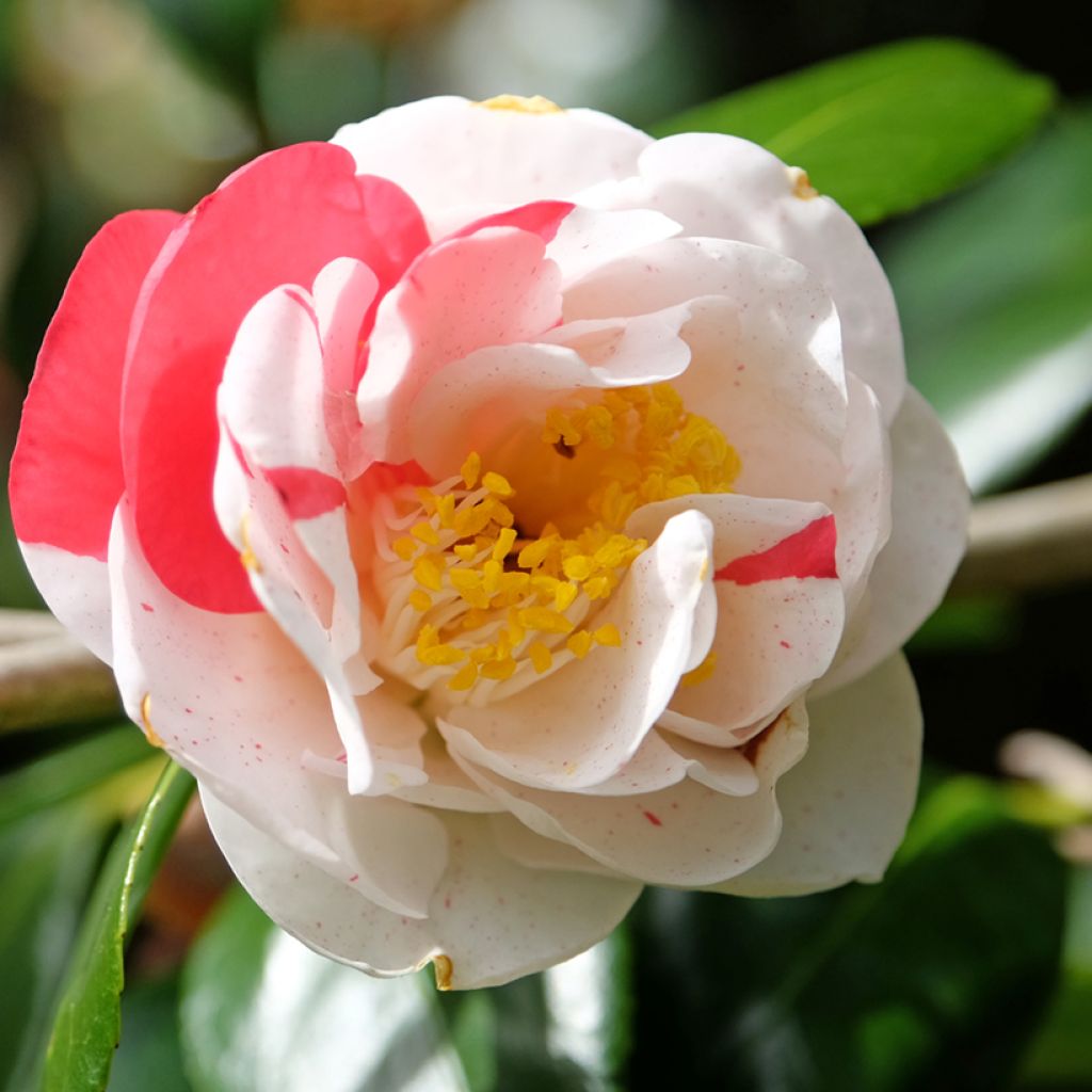 Camellia Lady Vansittart - Japanische Kamelie