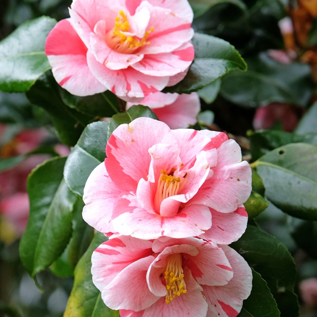 Camellia Lady Vansittart - Japanische Kamelie