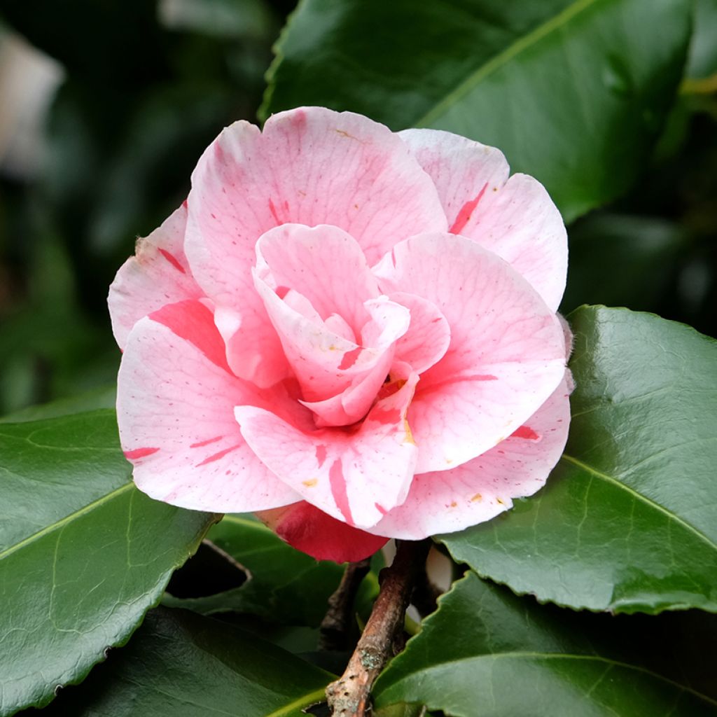 Camellia Lady Vansittart - Japanische Kamelie