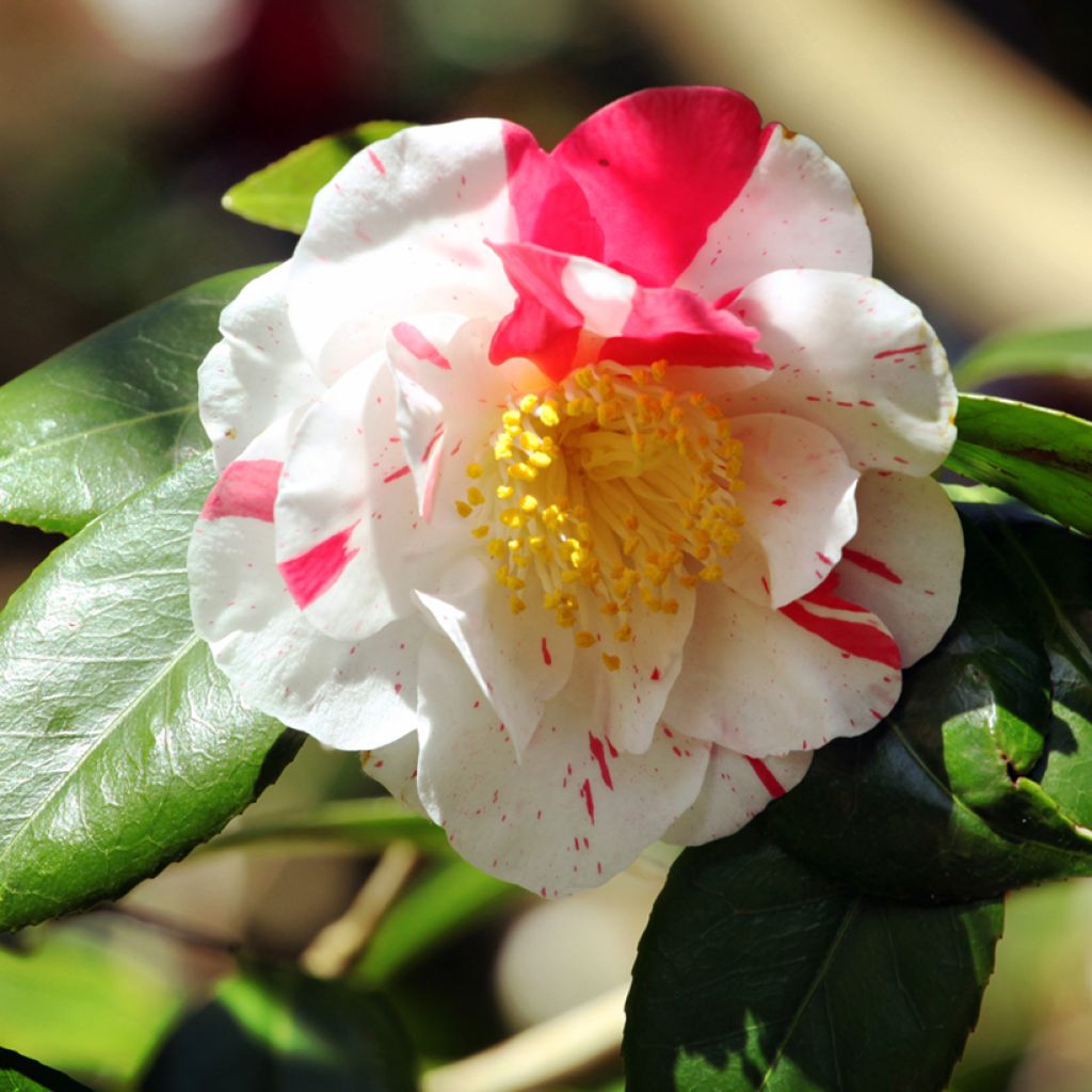 Camellia Lavinia Maggi - Japanische Kamelie