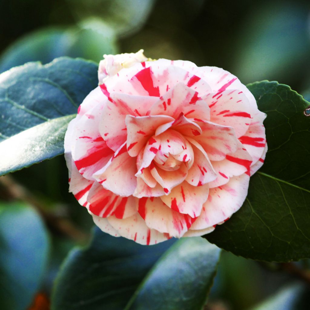 Camellia Lavinia Maggi - Japanische Kamelie