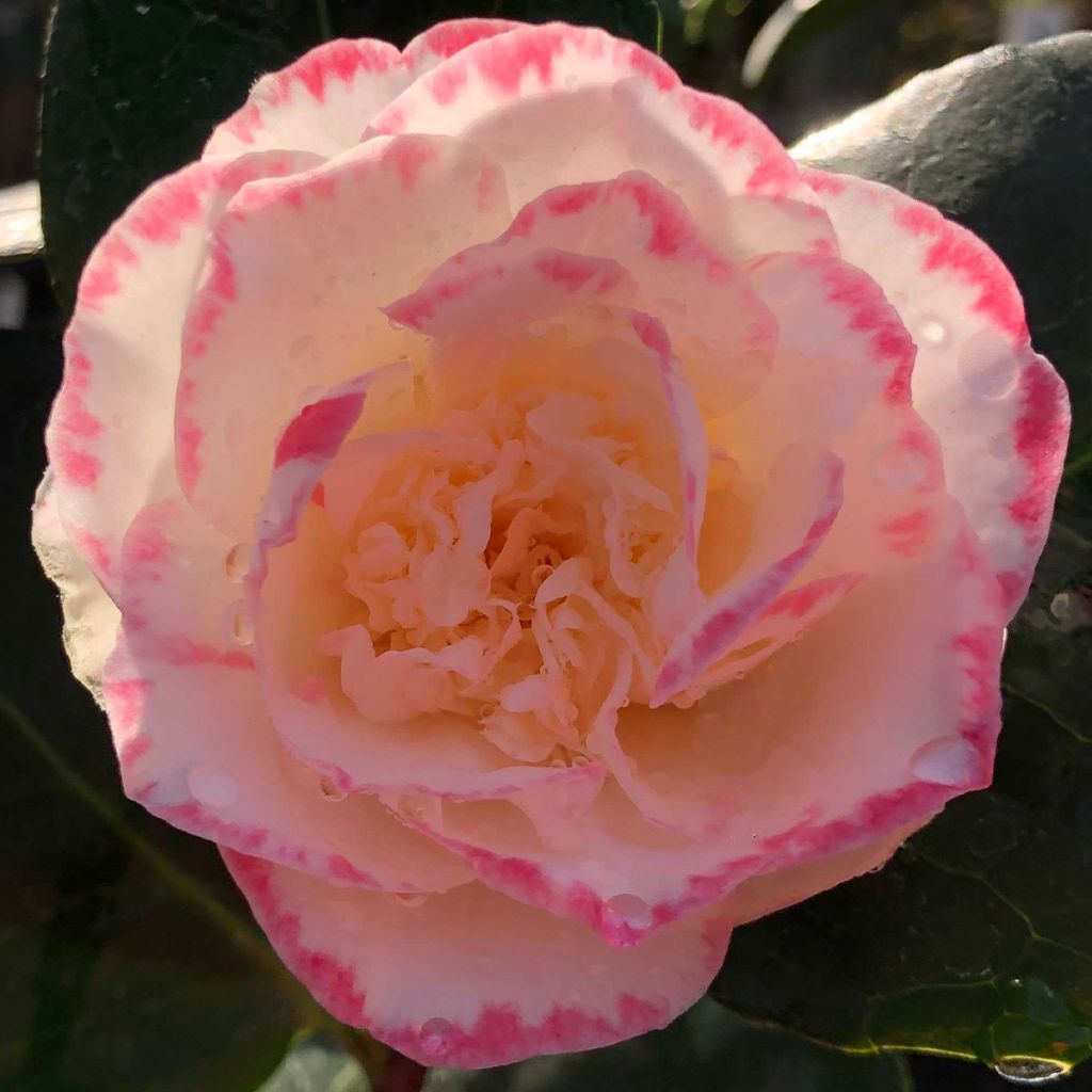 Camellia Margaret Davis - Japanische Kamelie