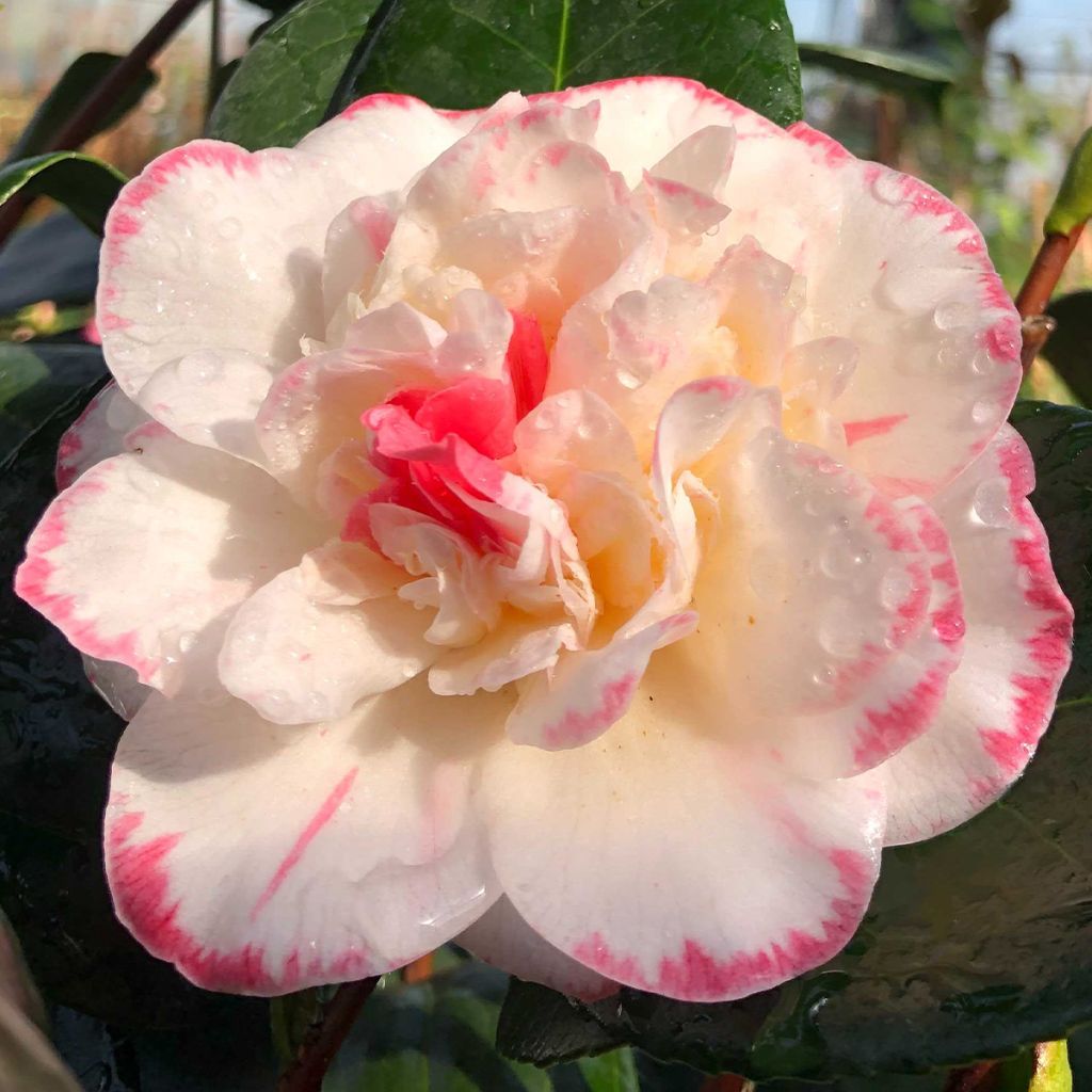 Camélia Margaret Davis - Camellia japonica