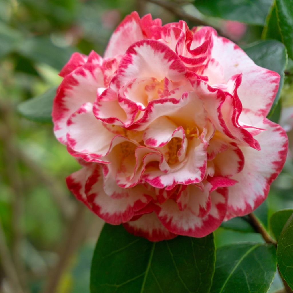 Camellia Margaret Davis - Japanische Kamelie