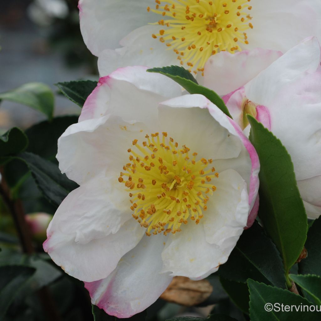 Camellia sasanqua Narumi Gaita - Herbstblühende Kamelie