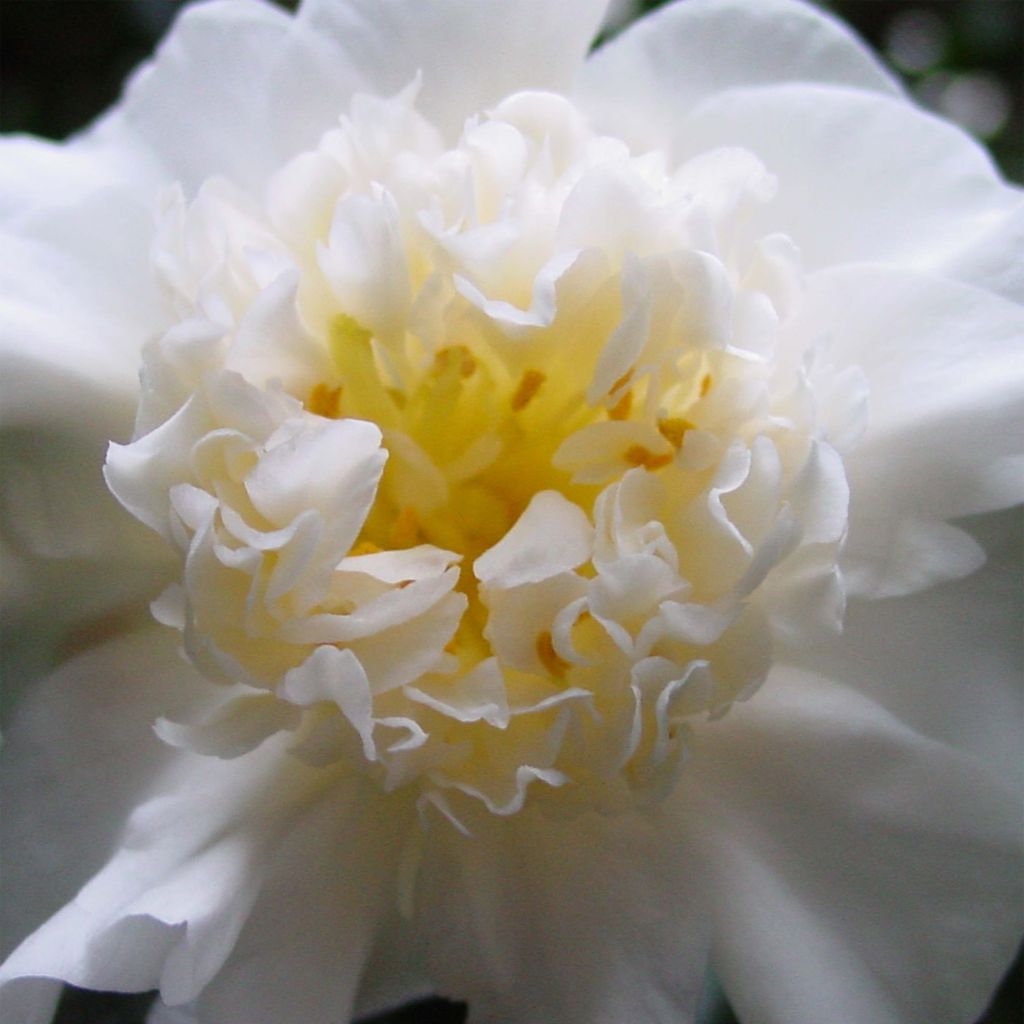 Camélia Nobilissima - Camellia japonica 