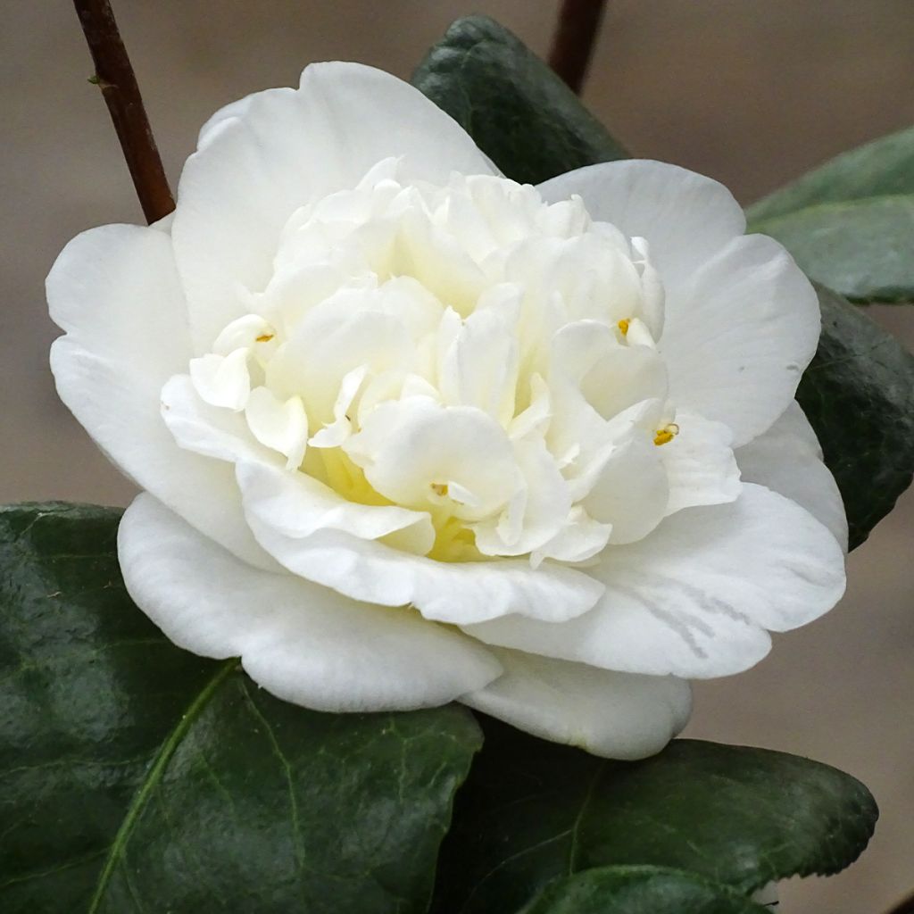 Camellia Nobilissima - Japanische Kamelie