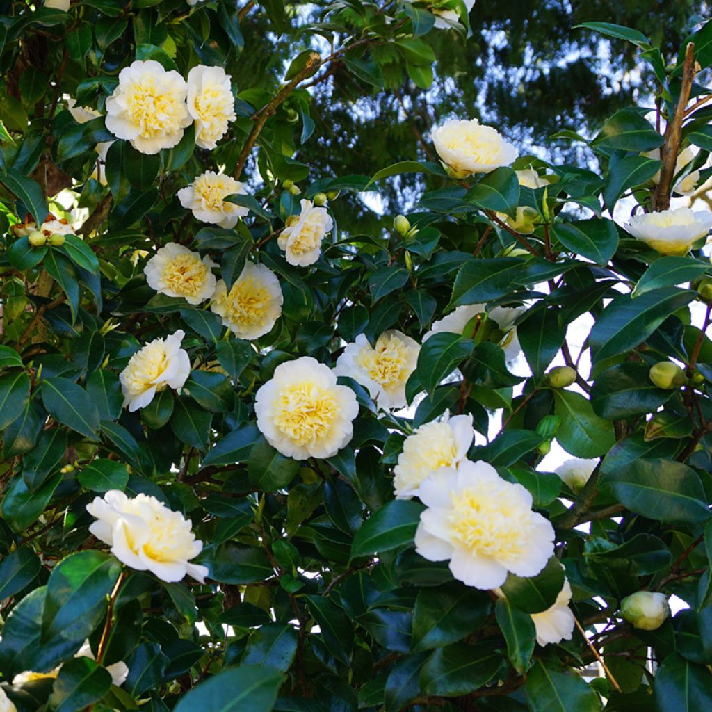 Camellia Nobilissima - Japanische Kamelie