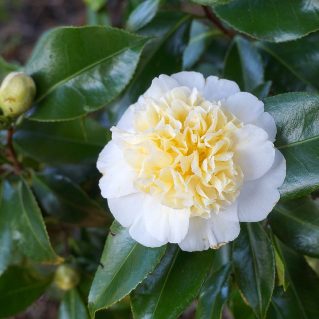 Camellia Nobilissima - Japanische Kamelie