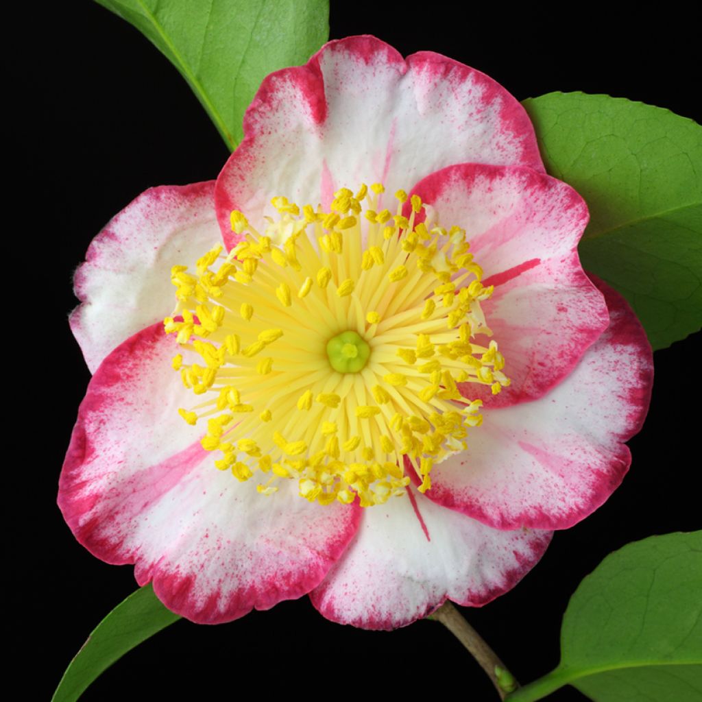 Camellia de Higo Okan - Japanische Kamelie