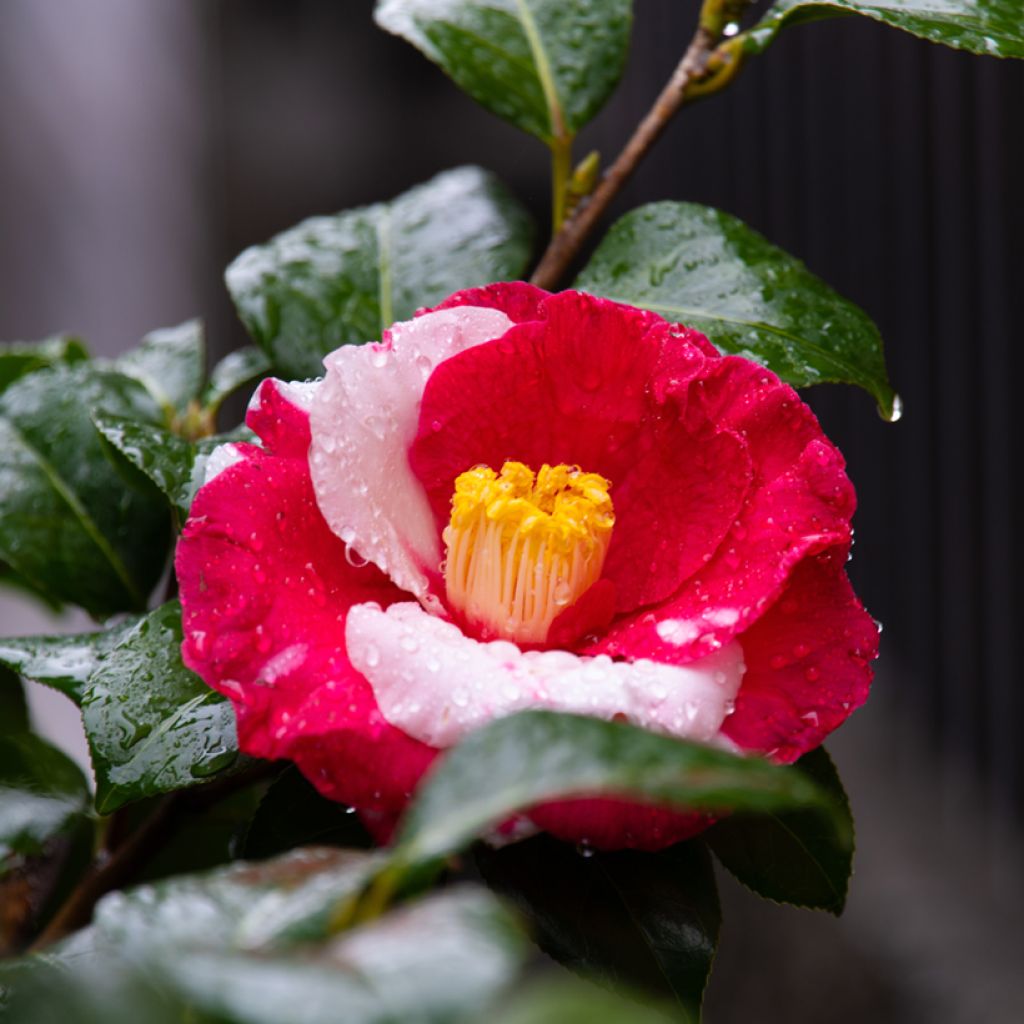 Camellia Robert Lasson - Japanische Kamelie