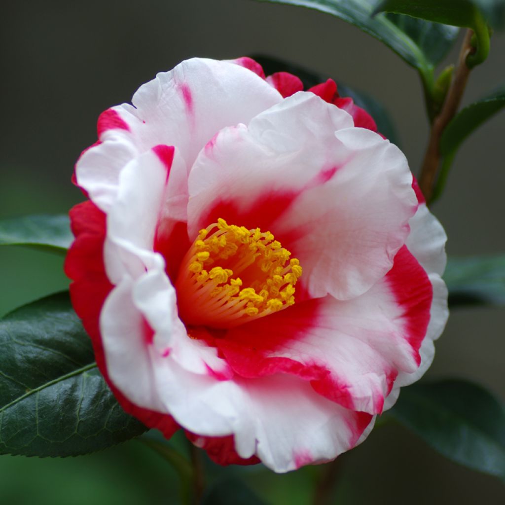 Camellia Robert Lasson - Japanische Kamelie