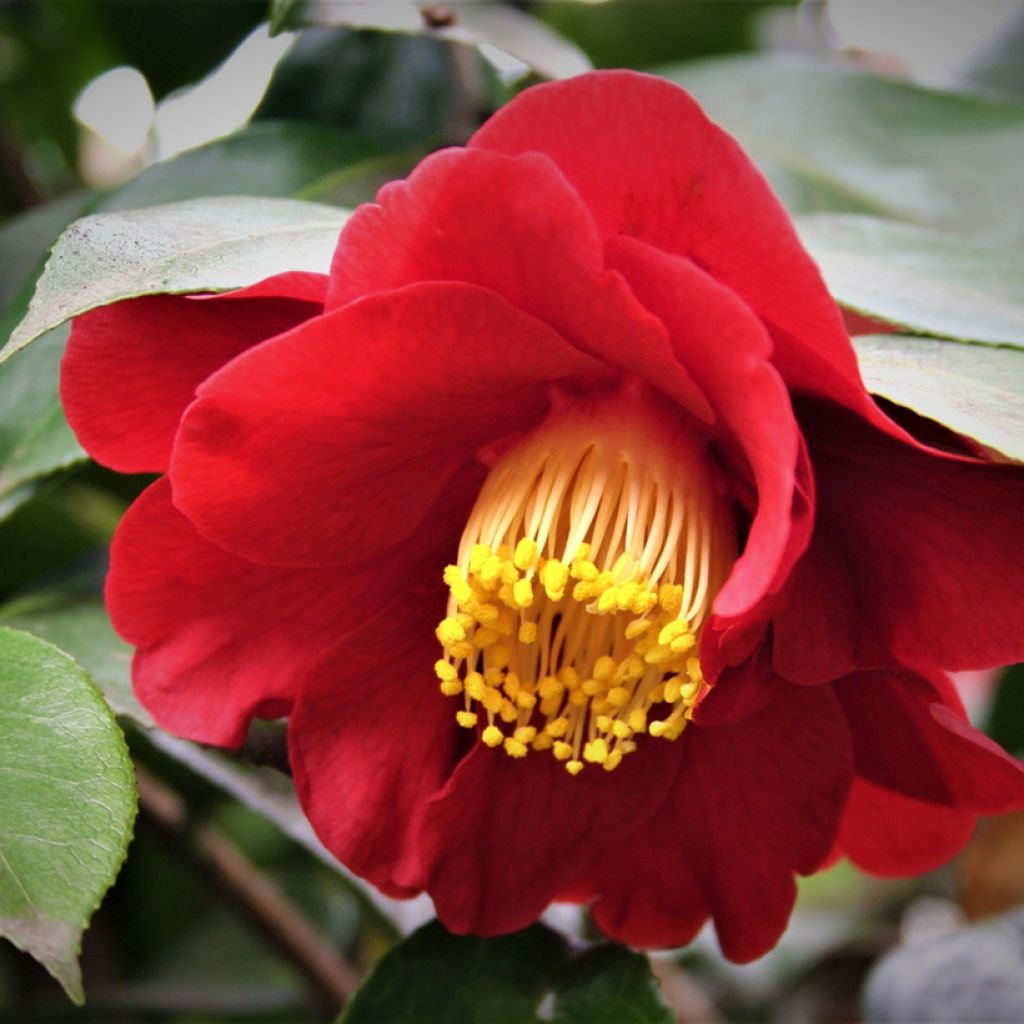 Camellia San dimas - Japanische Kamelie