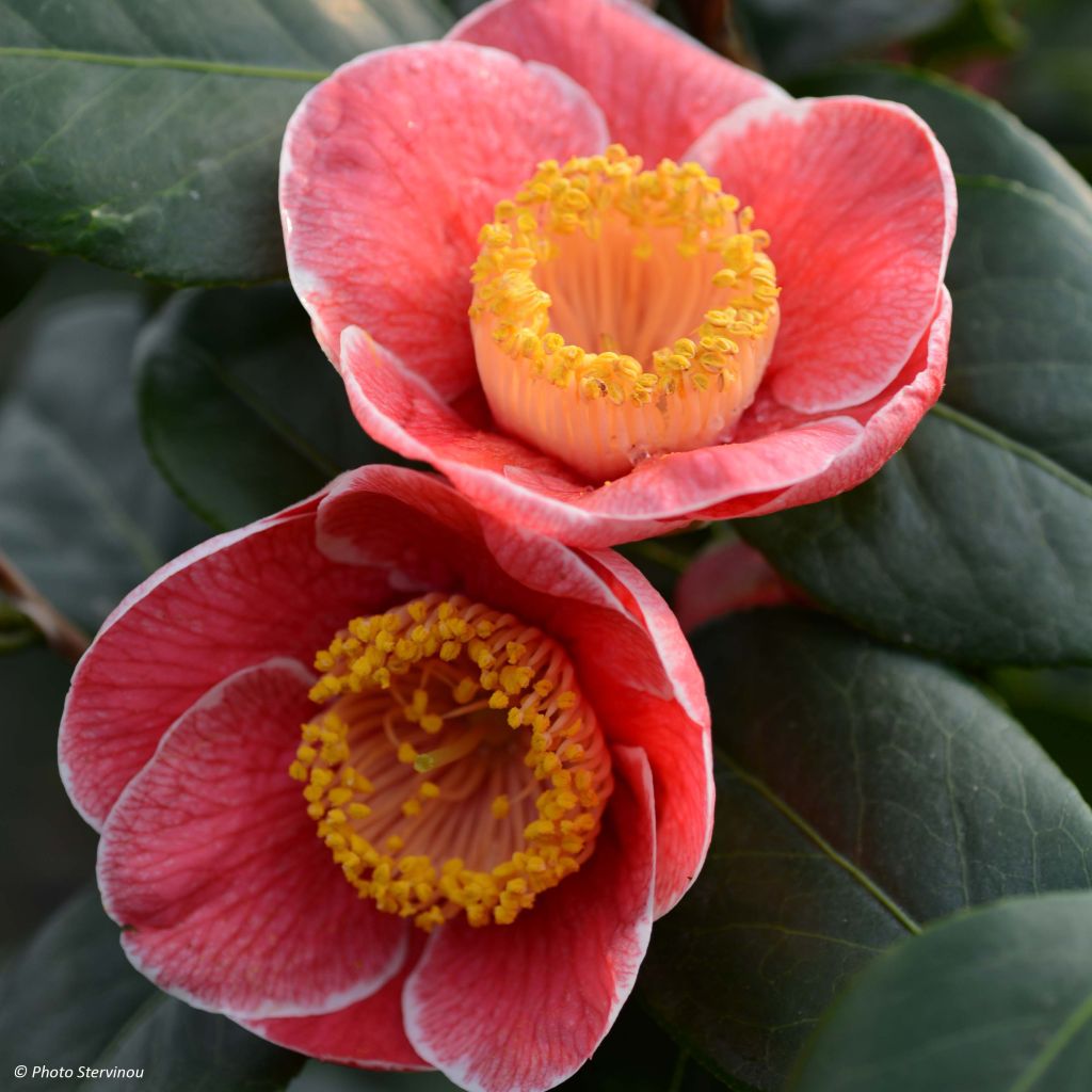 Camellia Sanpei Tsubaki - Japanische Kamelie