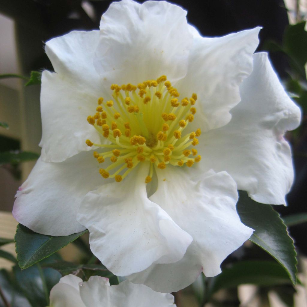 Camellia sasanqua Setsugekka - Herbstblühende Kamelie