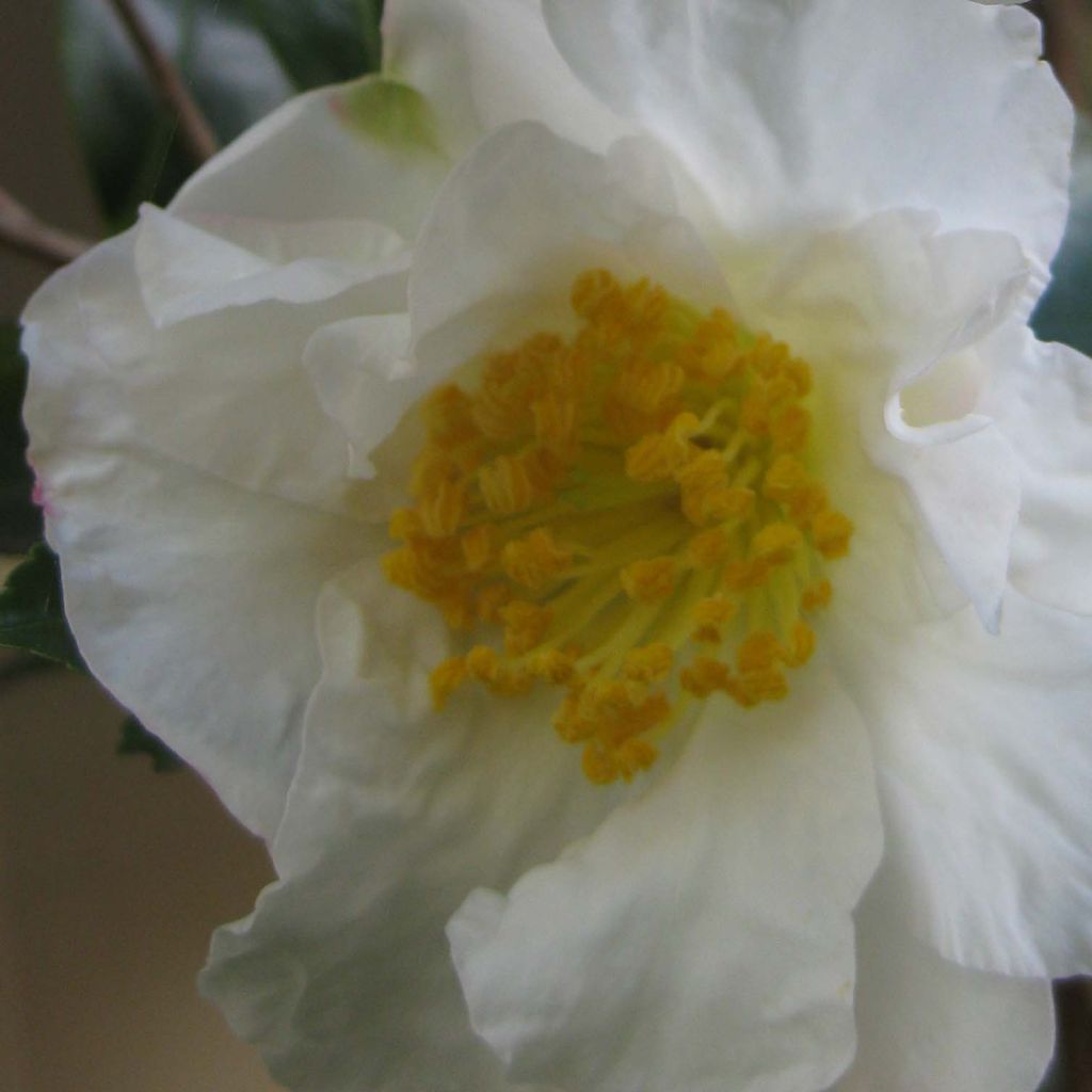 Camellia sasanqua Setsugekka - Herbstblühende Kamelie