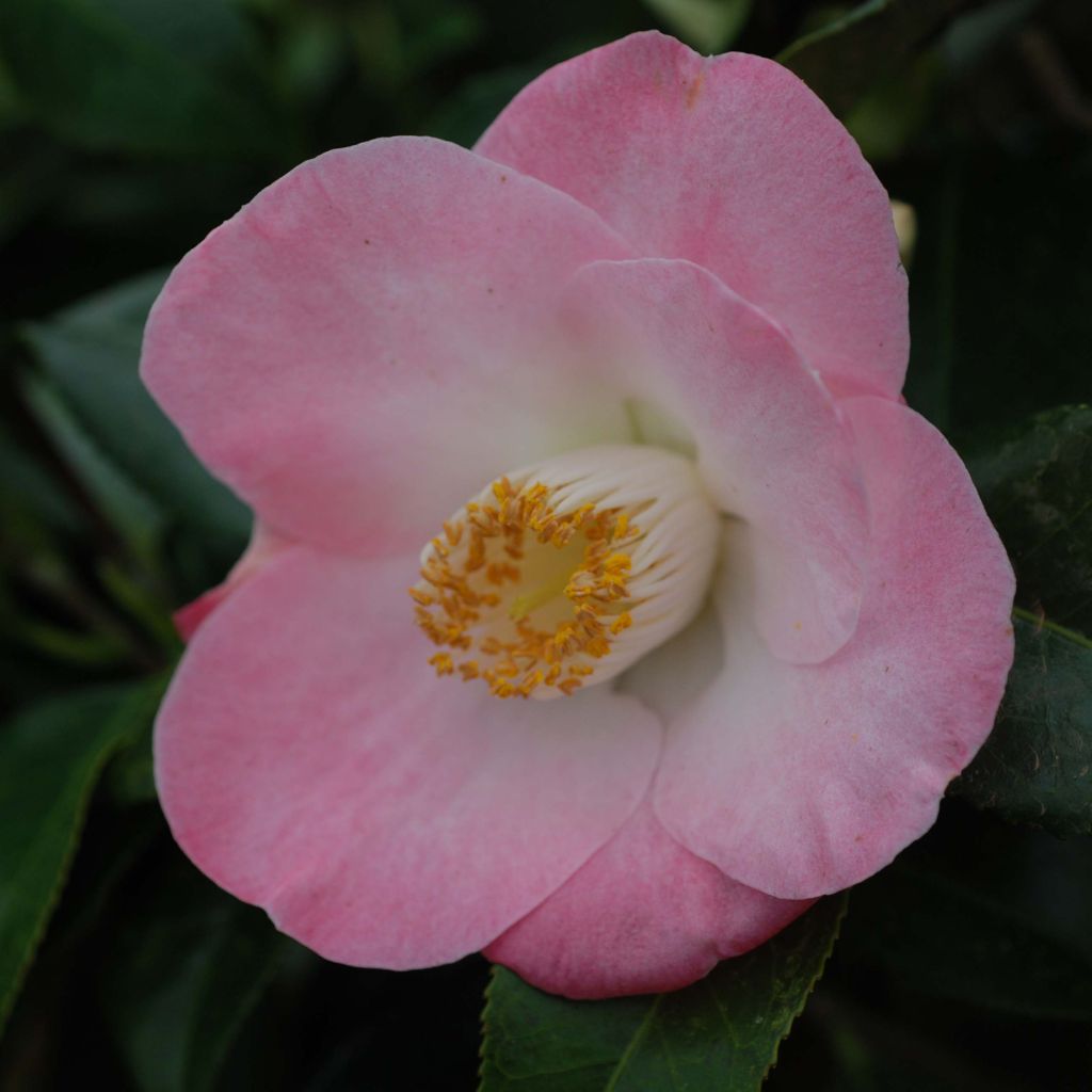 Camellia Sunny Side - Japanische Kamelie