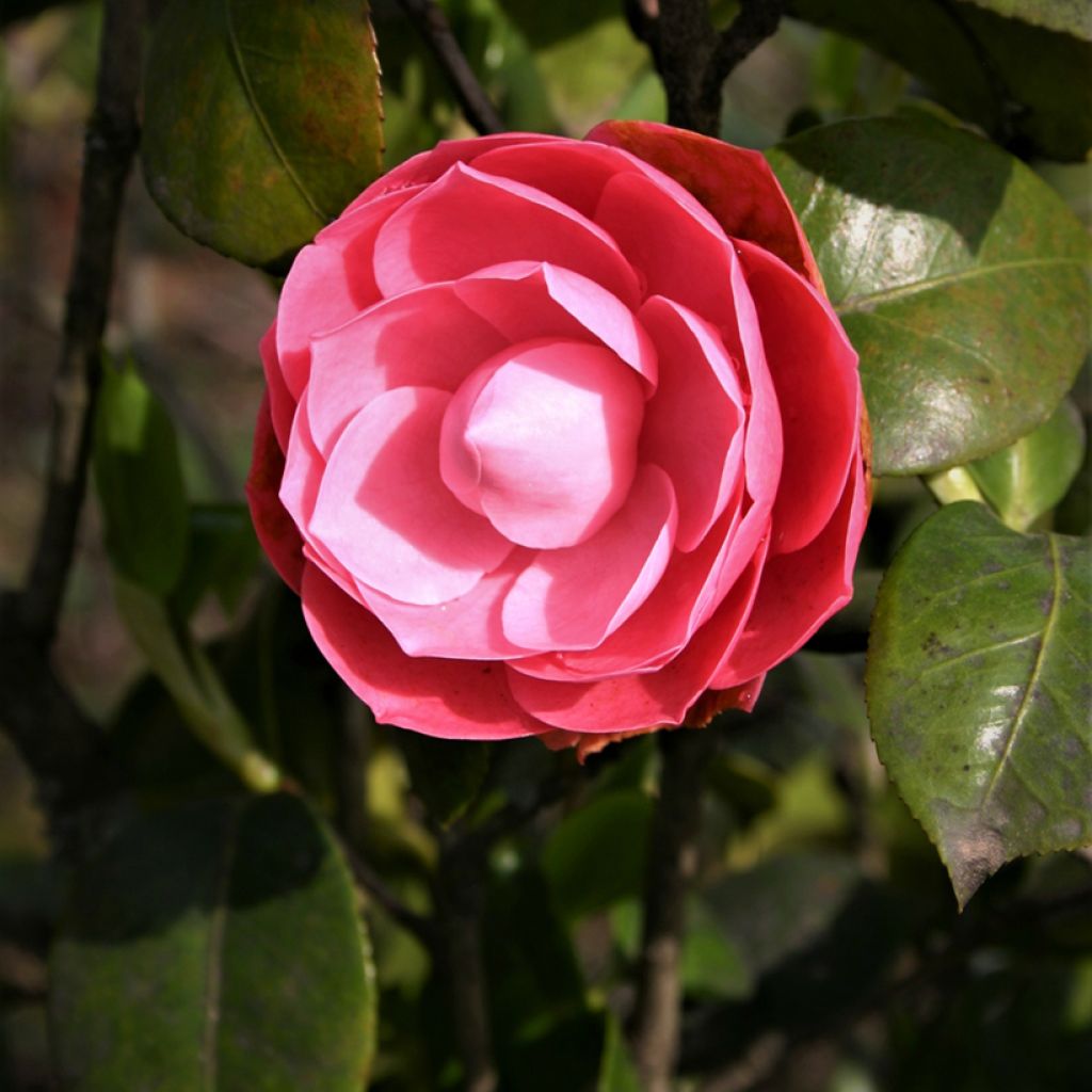 Camellia Valtevareda - Japanische Kamelie