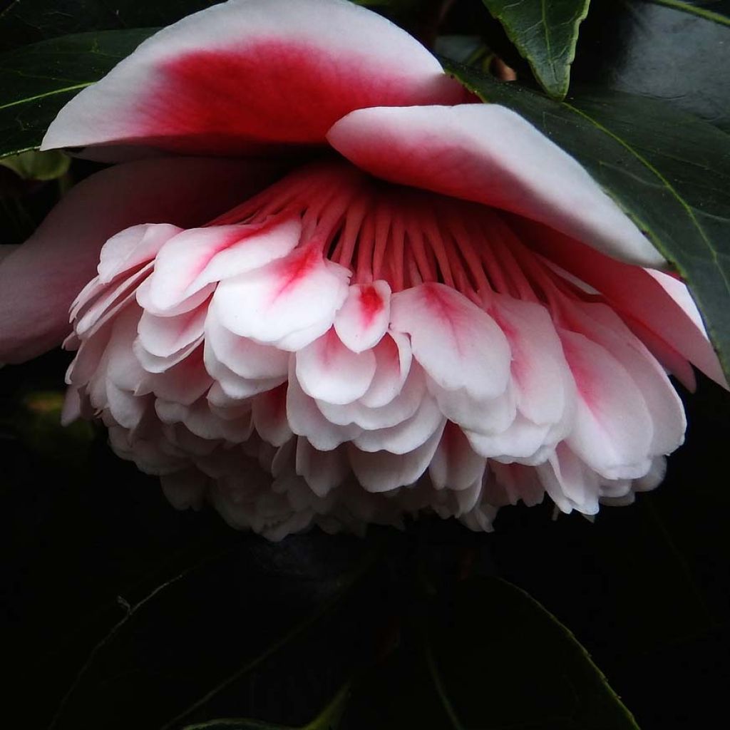 Camellia Volunteer - Japanische Kamelie