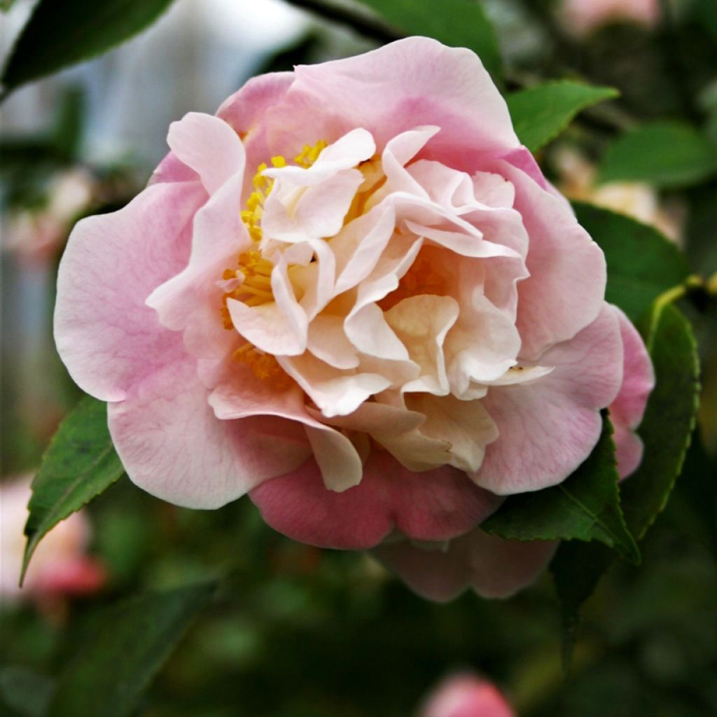 Camellia lutchuensis High Fragrance - Kamelie