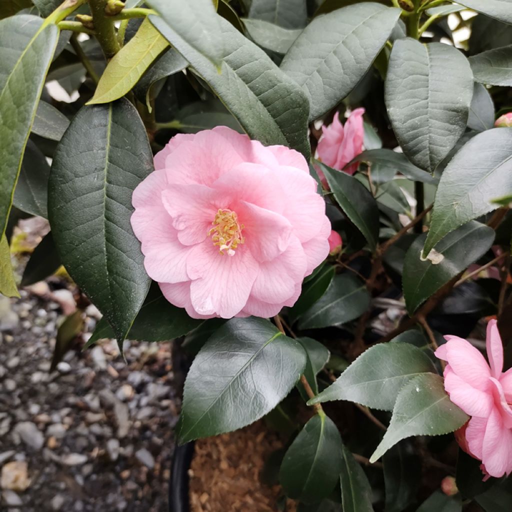 Camellia Spring Festival - Kamelie