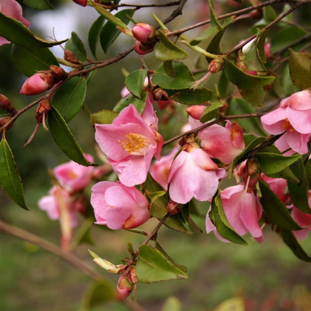 Camellia lutchuensis Koto No Kaori - Kamelie