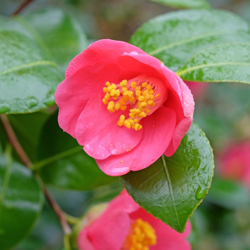 Camellia lutchuensis Koto No Kaori - Kamelie