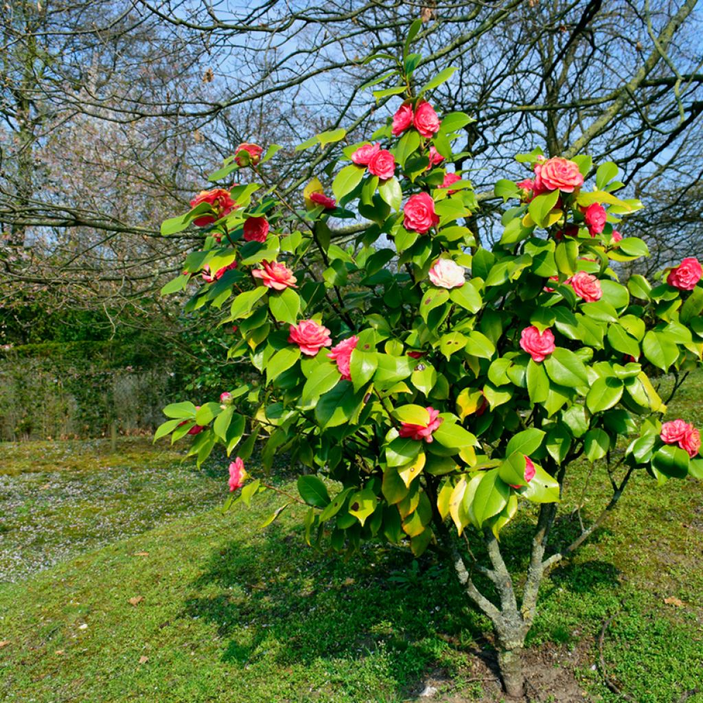 Camellia chandleri Elegans - Japanische Kamelie