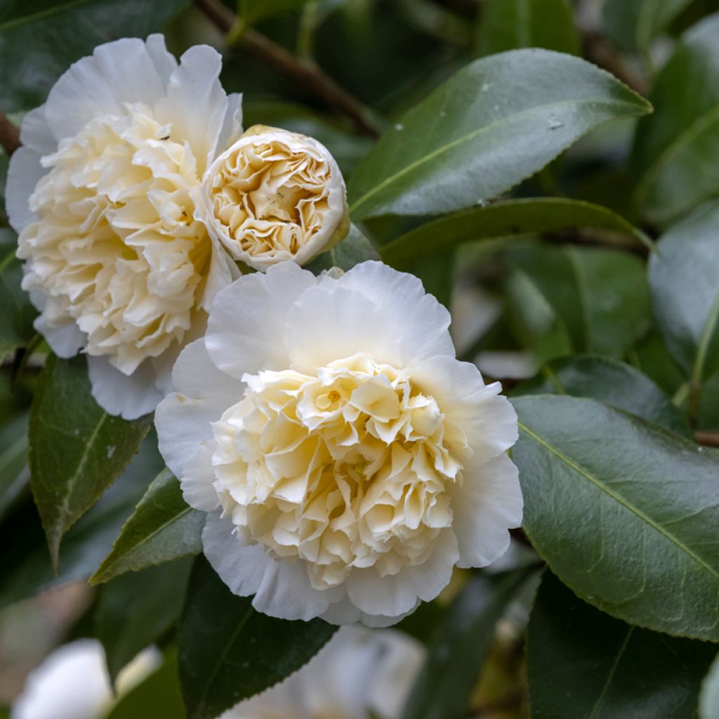 Camellia Jury's Yellow - Japanische Kamelie