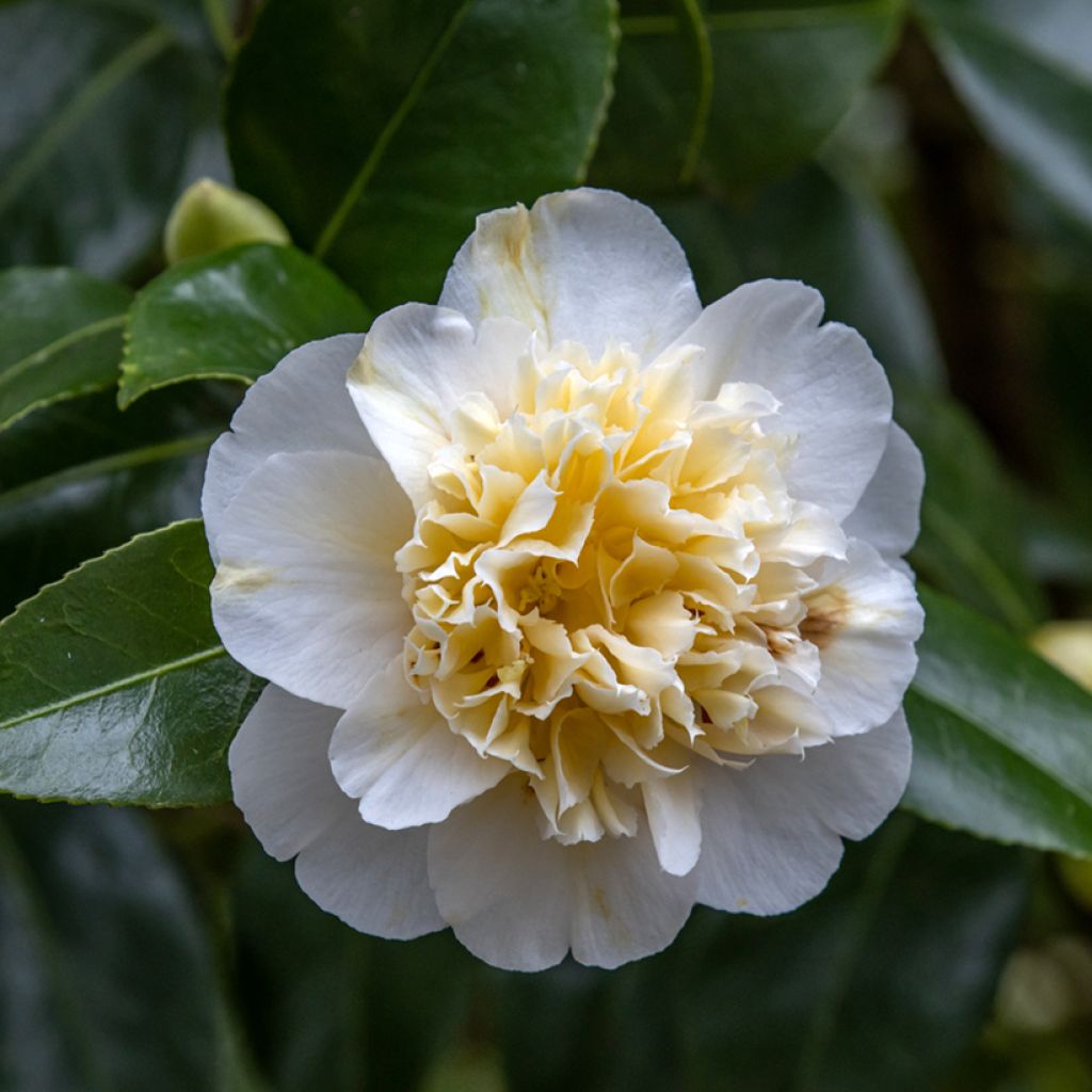 Camellia Jury's Yellow - Japanische Kamelie