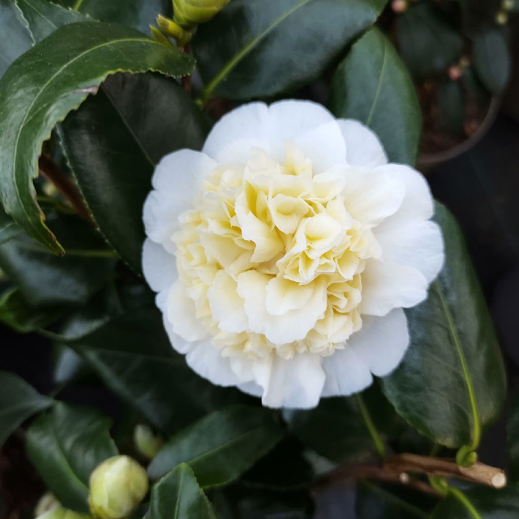 Camellia Jury's Yellow - Japanische Kamelie