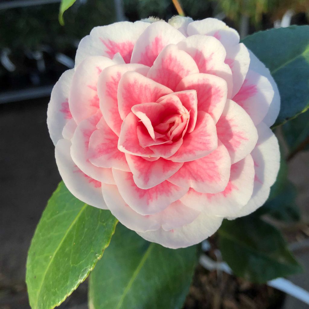 Camellia Look Away - Kamelie