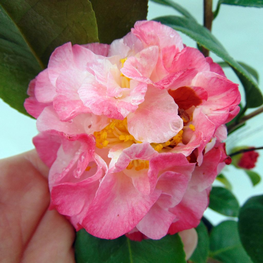 Camellia Nuccio's Jewel - Japanische Kamelie