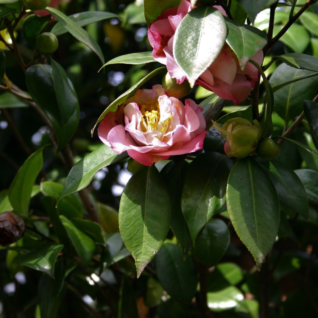 Camellia Nuccio's Jewel - Japanische Kamelie