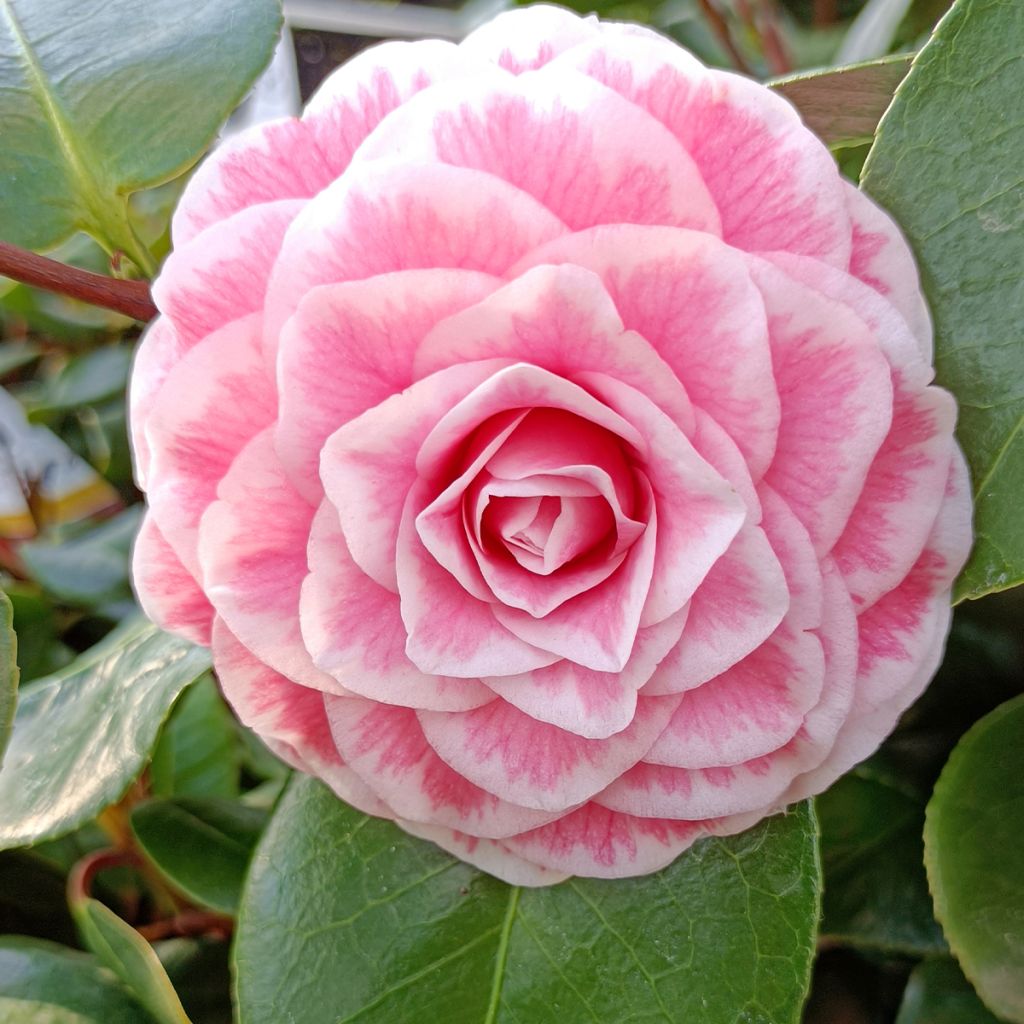 Camellia Tom Pouce - Kamelie