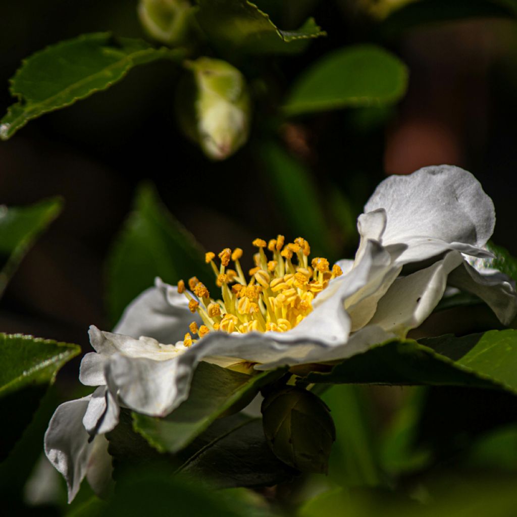 Camellia sasanqua Setsugekka - Herbstblühende Kamelie