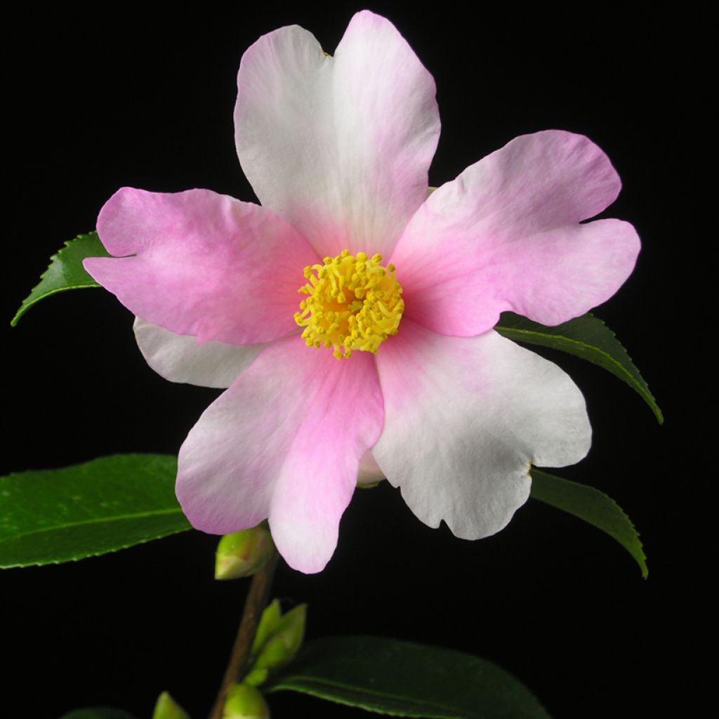 Camellia sasanqua Yume - Herbstblühende Kamelie