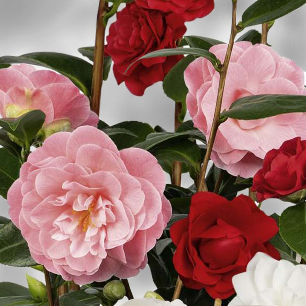 Camellia Three Sisters Mix - Japanische Kamelie