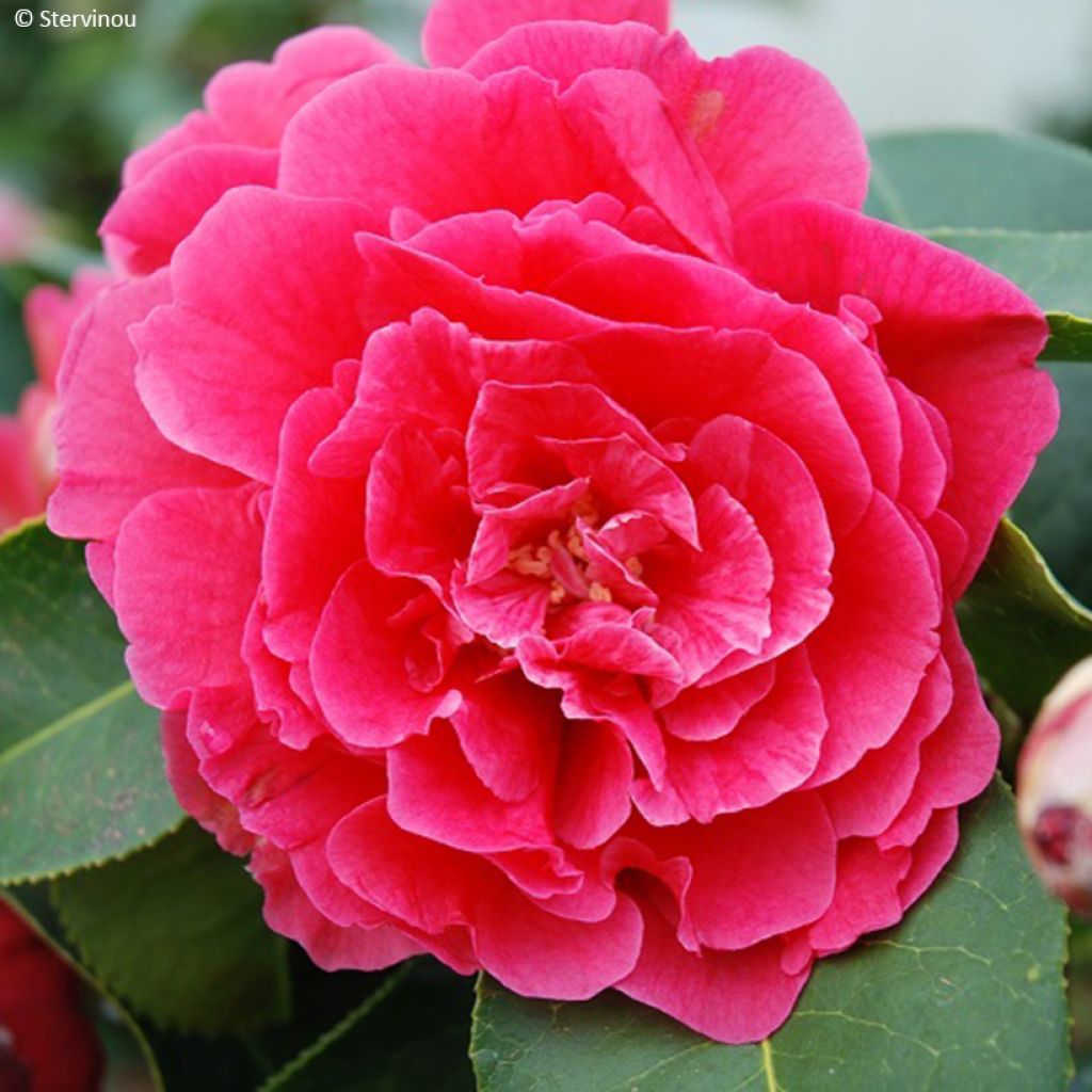 Camellia reticulata Larry Piet - Kamelie