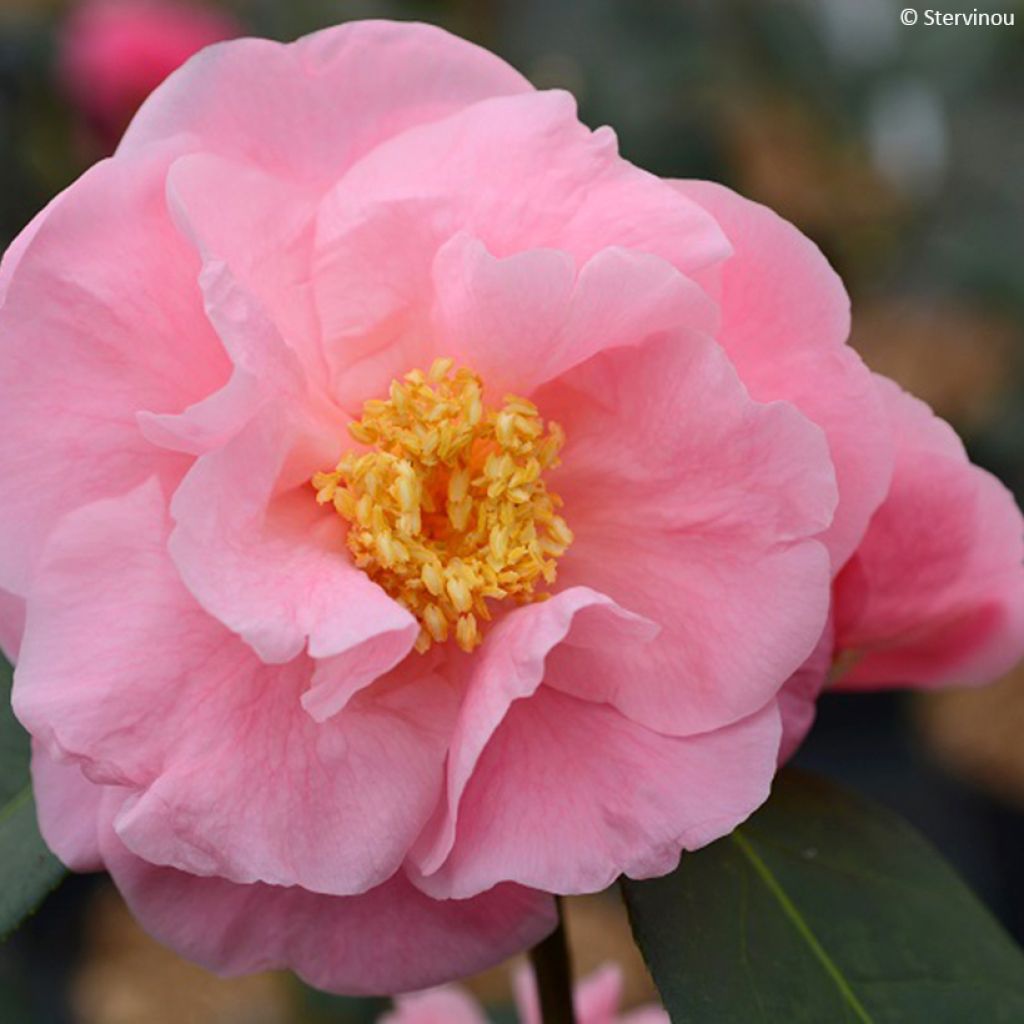 Camellia reticulata Lila Naff - Kamelie