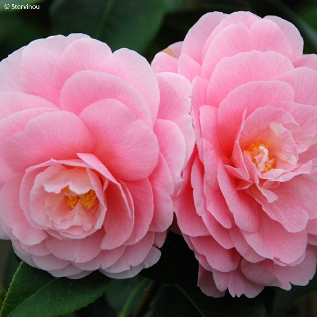 Camellia reticulata Lovely Lady - Kamelie