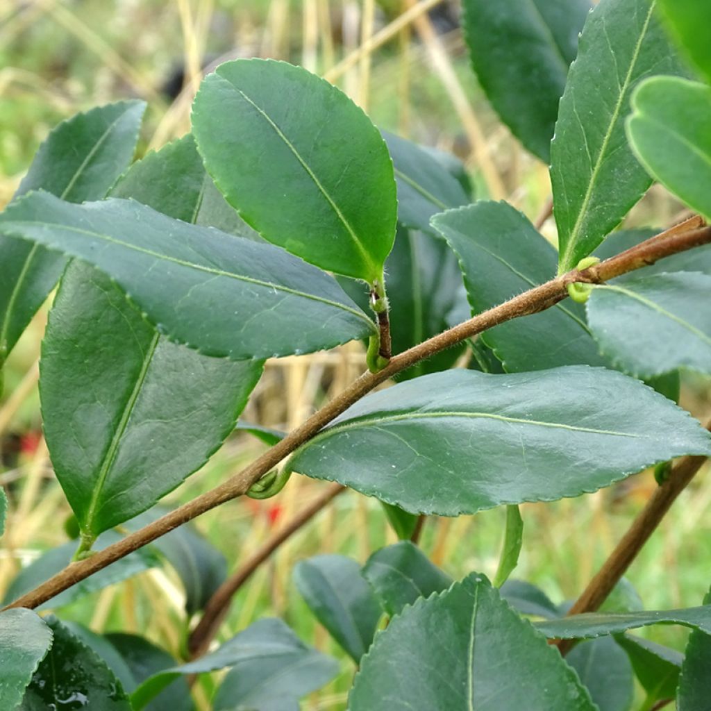 Camellia sasanqua Cleopatra - Herbstblühende Kamelie