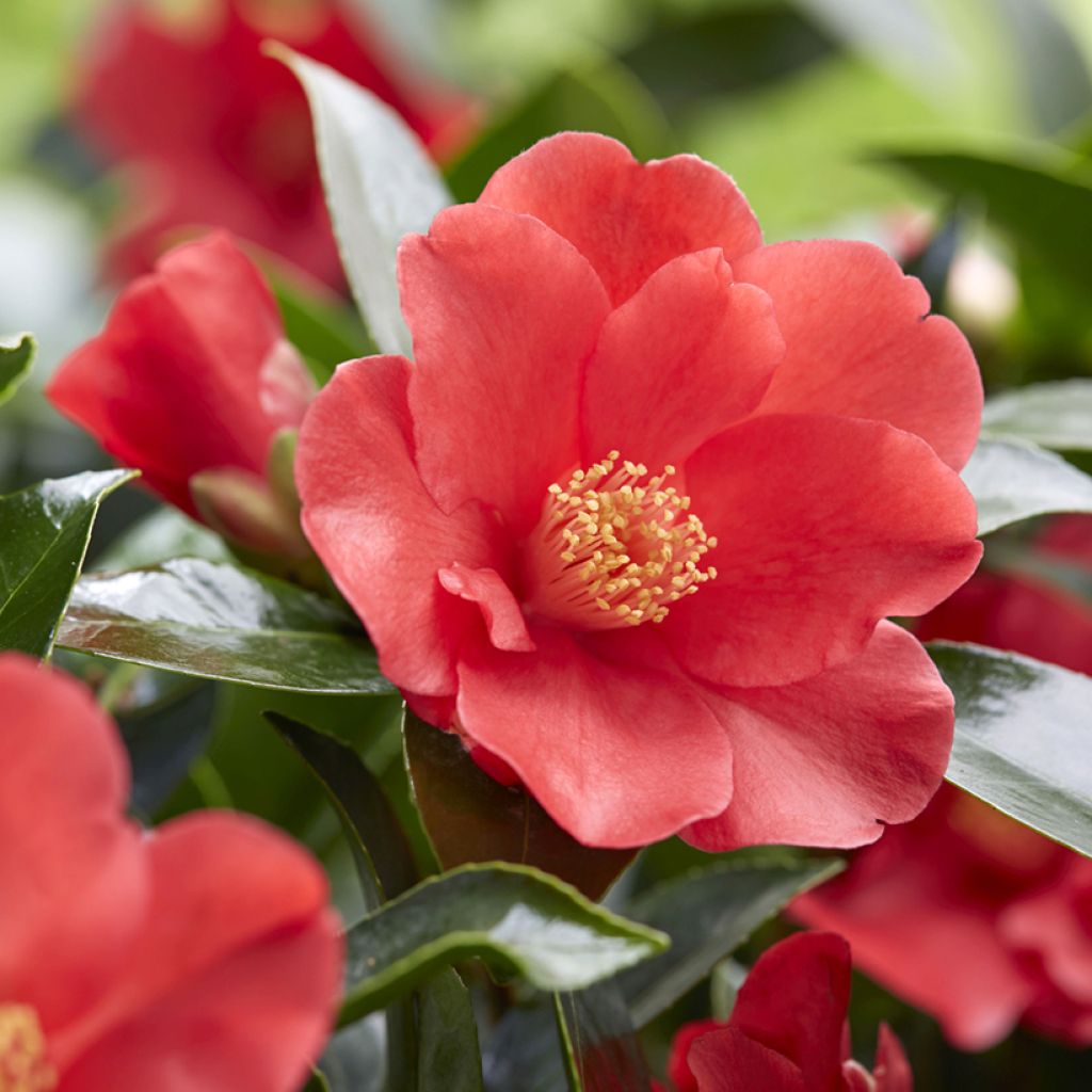 Camellia 1001 Summer Nights Jasmine - Japanische Kamelie