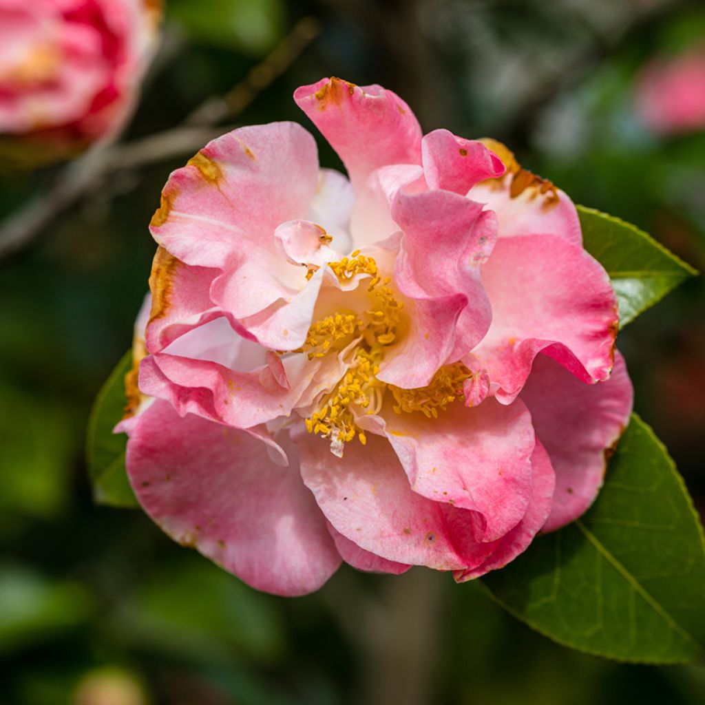 Camellia Betty's Beauty - Kamelie