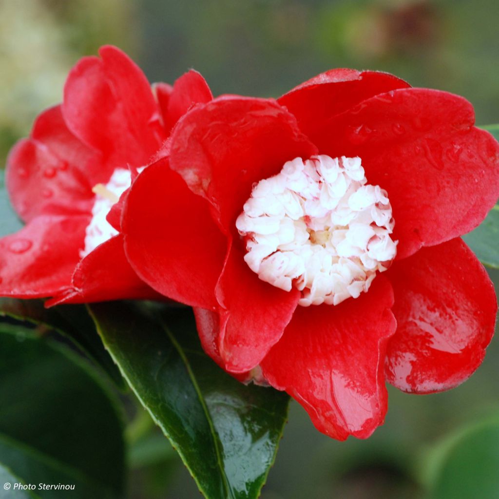 Camellia Bokuhan - Japanische Kamelie